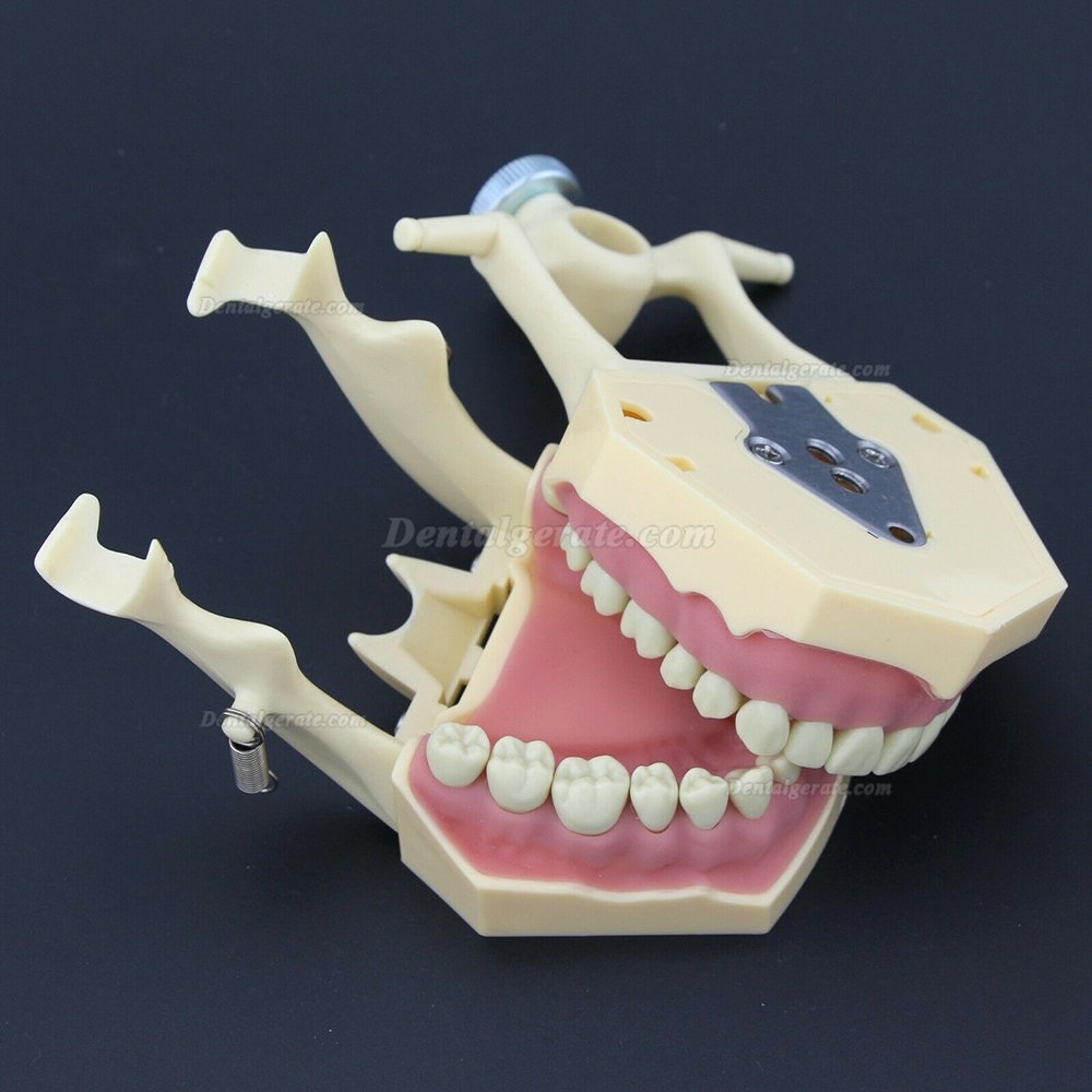 Dental Typodont Restorative Standardmodell M8014-2 Kompatibel mit Frasaco AG3 Modell